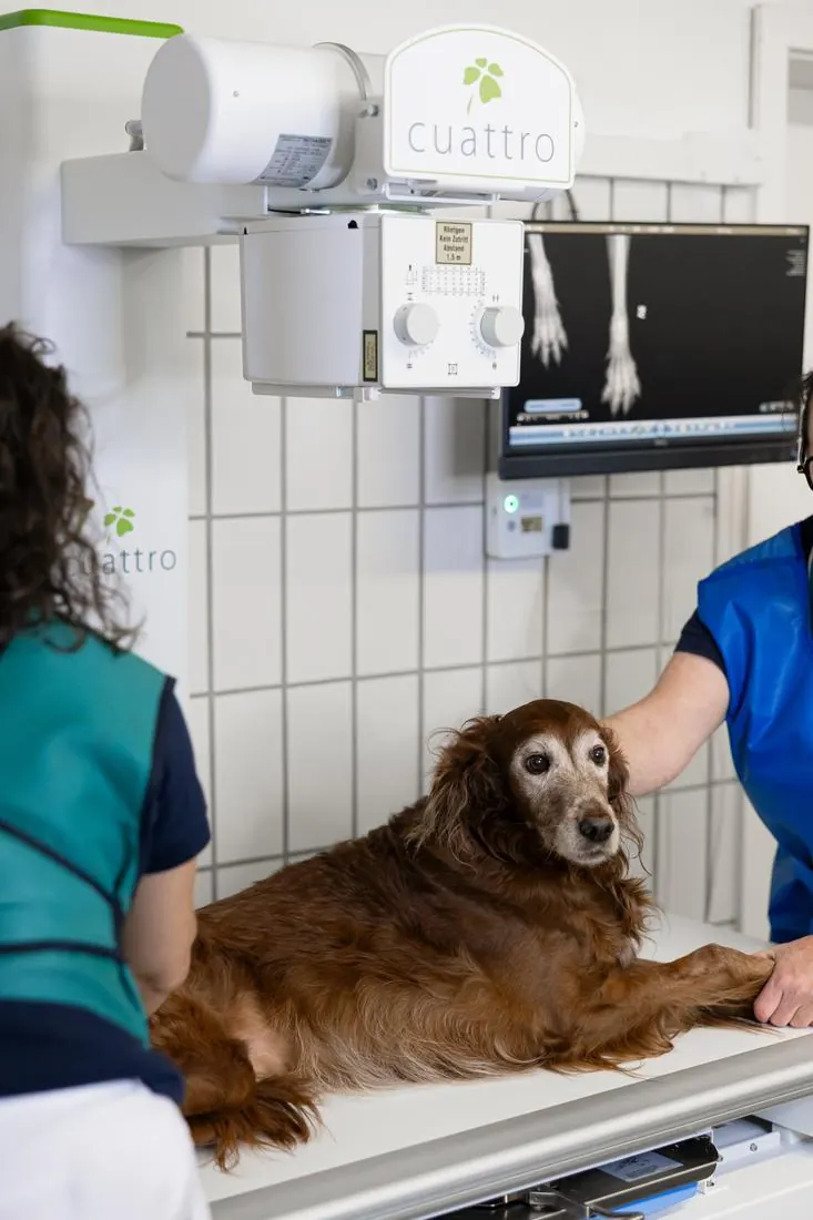 Hund liegt auf dem Röntgentisch, am Monitor die Aufnahme