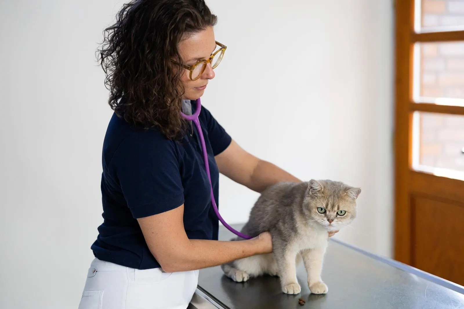 Tierärztin hört eine Katze mit dem Stethoskop ab